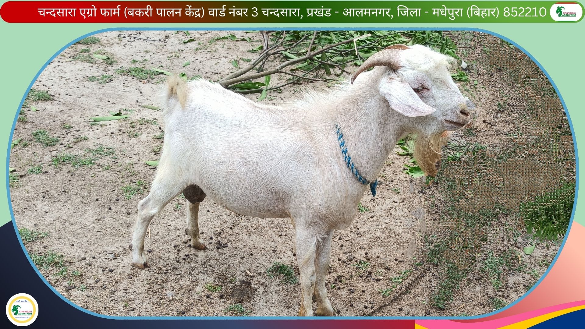 Chandsara Agro Farm (Bakri Palan) 3